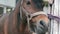 Close-up of a pony head chewing food. Portrait of a brown pony. The theme of pony horses. Selective focus, shallow depth of field