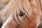 Close-up of the pony`s head