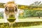 Close up of a pony`s snout between a wooden fence