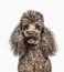 Close-up of Poodle, 6 years old, isolated on white