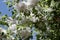 Close-up of poplar fluff on tree in spring