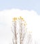 Close-up of a poplar tree with the last leaves of autumn