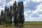 Close-up of poplars against the background of a field of sunflowers on a summer day