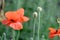 Close-up of poppies and buds