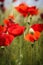 Close up with poppies in daylight