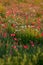 Close up of the poppies fields in Bad Ax, Michigan