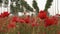 Close up of poppies and rows of young poplars