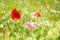 Close up of poppies and wild flowers in a field