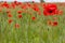 Close up Poppy field