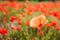 close up of a poppy in a field of poppie-shallow DOF