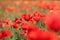 Close up of a poppy in a field of poppies-shallow DOF