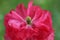 Close up of poppy head and flowering blooms