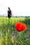 Close-up of a poppy and a young girl on the blurry background