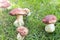 Close-up porcini growing in forest. Cep fungi at green grass glade. Gathering wild edible mushrooms concept. Bright sunny day with