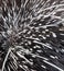 Close up of porcupine spines