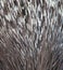 Close up of porcupine spines