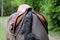 Close up of a port horse during competition under saddle outdoors