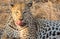 Close up portait of male leopard, Panthera parsus, licking his lips while lying in tall grass