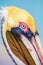Close up portait of Pelican head on the beach Varadero, Cuba.