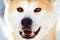 Close-up portait of smiling Japanese Akita inu dog in winter