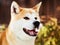 Close-up portait of smiling Japanese Akita inu dog in winter