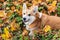 Close up portait view of adult young happy Welsh Corgi dog puppy in park