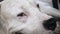 Close up porter of a white dog Dogo Argentino