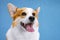 Close up portraint of cute ginger and white dog of welsh corgi pembroke breed, sitting on bright blue background