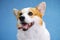 Close up portraint of funny dog of welsh corgi pembroke breed, sitting on bright blue background