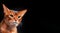 Close-up portrait Abyssinian cat with yellow eyes. Banner copy space.