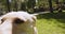 Close up portrait of adorable active curious Labrador dog walking in park, following camera, slow motion