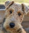 Close up portrait of adorable Airedale Terrier dog