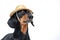 The close up portrait of adorable black and tan dachshund looking up from left side of picture. Wearing pretty straw hat, funny