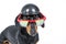 The close up portrait of adorable black and tan dachshund, wearing funny black metal bike helmet and reflective sunglasses.