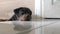 Close up portrait of adorable dog resting his head on the floor.