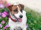 Close-up portrait of adorable happy smiling small white and brown dog jack russel terrier standing in flowering petunia flower bed