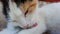 Close up portrait adorable kitten licking her fur as washes and cleans of dirt. Funny emotions cat, white color with black and ora