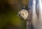 Close up portrait of a adorable little golden finch on a feed bag of thistle seed