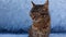 Close up portrait of an adorable little striped grey kitten with brown spots looking curious aside over a blue background