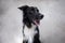 Close up portrait of a adorable purebred Border Collie dog looking up to camera isolated over grey wall background. Funny black