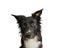 Close up portrait of adorable purebred Border Collie looking away curious isolated on white background with copy space. Funny