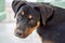 Close-up portrait of an adorable Rottweiler face