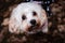 Close-up portrait of an adorable white Maltipoo.