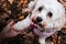 Close-up portrait of an adorable white Maltipoo giving paw.