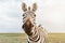 Close up portrait of adorable zebra face looking to the camera. curious animal communicating