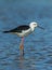 Close up portrait of adult Black-winged Stilt