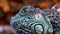 Close-up portrait of an adult iguana.exotic pets.