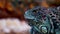 Close-up portrait of an adult iguana.exotic pets.