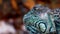 Close-up portrait of an adult iguana.exotic pets.