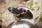 Close-up or portrait of adult magellanic penguin